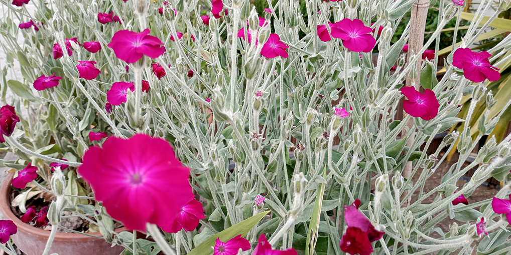Potted plants and cacti at Crusoe Mews.