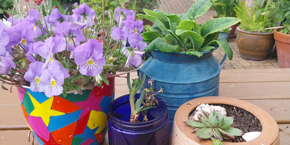 Potted plants and cacti at Crusoe Mews.