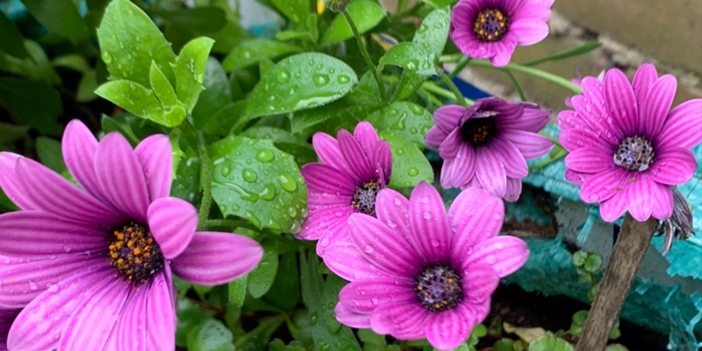 Marguerite flowers at Shoreditch Court.